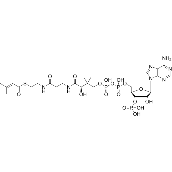 3-Methylcrotonyl CoA 6712-03-4